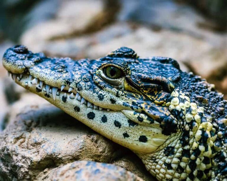 When we visit Hilton Head Island, we often think about what's under its waters. Alligators are common here, so we must wonder if we're sharing our vacation with them.