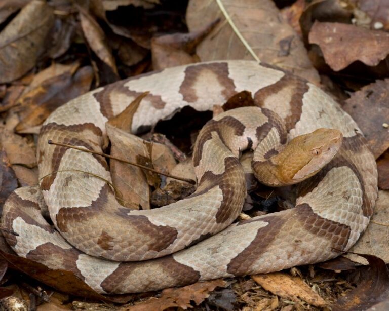 Many of us wonder if copperheads are found on Hilton Head Island. It's key to know about these venomous snakes.