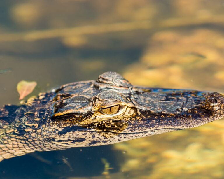 Many of us wonder about alligators on Daufuskie Island and their role in the ecosystem. Seeing alligators on the island is common, leading to questions about their behavior.