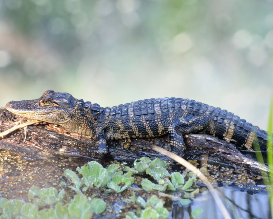 For a unique and unforgettable experience, consider taking a guided tour or professional alligator-watching excursion on Hilton Head Island.